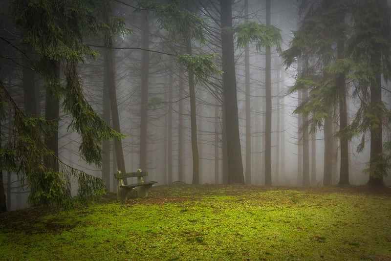 Mystical Clearing