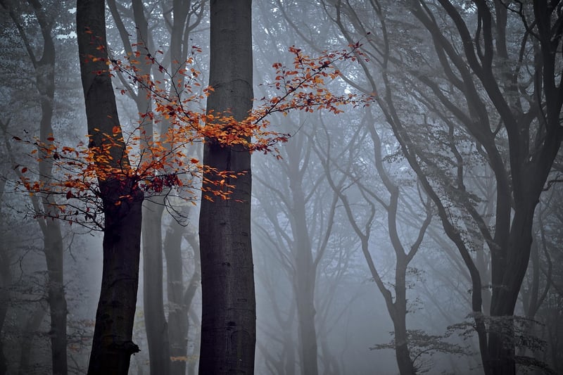 Enchanted Forest Wedding